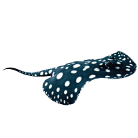 Imagem do produto Arraia Leopoldi